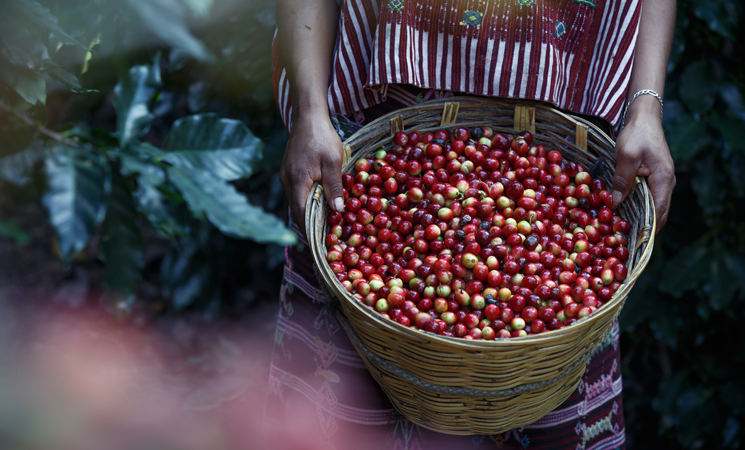 ���� Ŀ������ �귣��